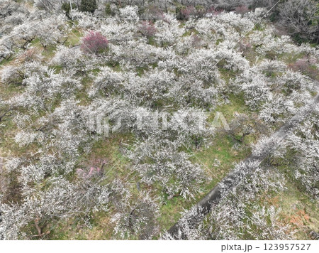 【空から見る梅林】 本沢梅園の千本の梅 【空から見る梅林】 本沢梅園の千本の梅 123957527