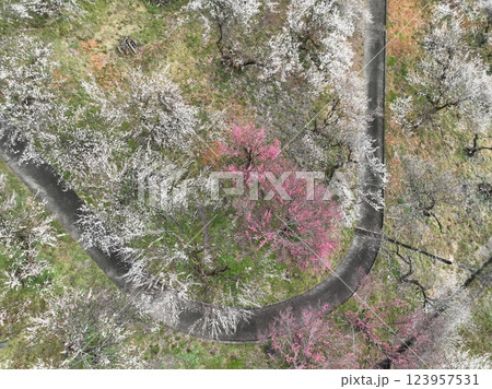 【空から見る梅林】　本沢梅園の千本の梅 123957531