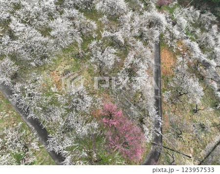 【空から見る梅林】　本沢梅園の千本の梅 123957533