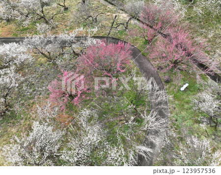【空から見る梅林】 本沢梅園の千本の梅 【空から見る梅林】 本沢梅園の千本の梅 123957536