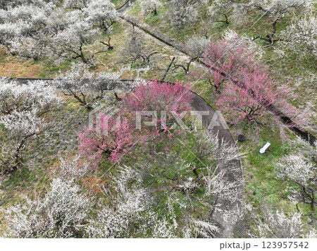 【空から見る梅林】 本沢梅園の千本の梅 【空から見る梅林】 本沢梅園の千本の梅 123957542