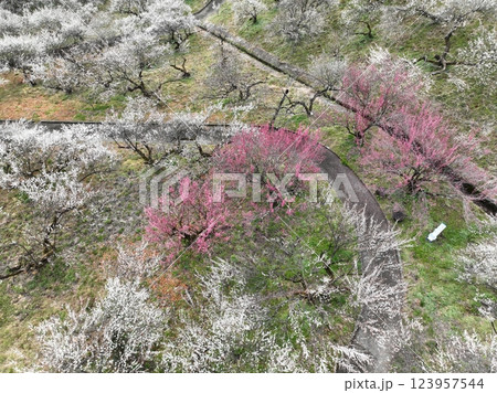 【空から見る梅林】　本沢梅園の千本の梅 123957544