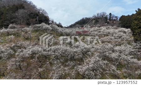 【空から見る梅林】 本沢梅園の千本の梅 【空から見る梅林】 本沢梅園の千本の梅 123957552