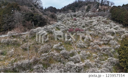 【空から見る梅林】 本沢梅園の千本の梅 【空から見る梅林】 本沢梅園の千本の梅 123957554