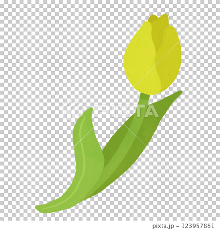 鬱金香 01 (黃色) 123957881