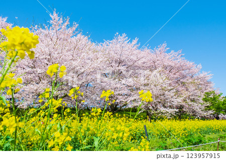 権現堂桜堤 123957915