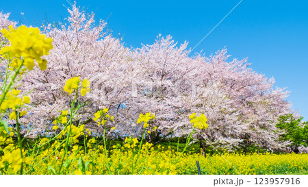 権現堂桜堤 権現堂桜堤 123957916