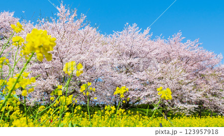 権現堂桜堤 権現堂桜堤 123957918