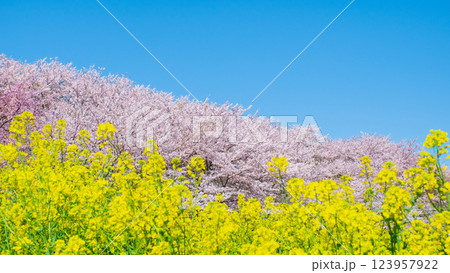 権現堂桜堤 123957922