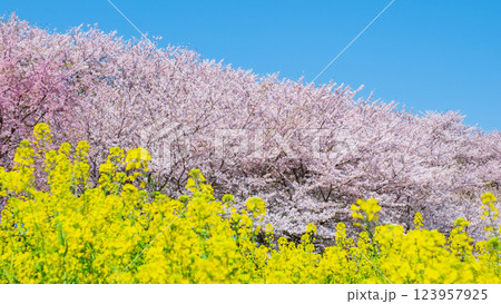権現堂桜堤 123957925