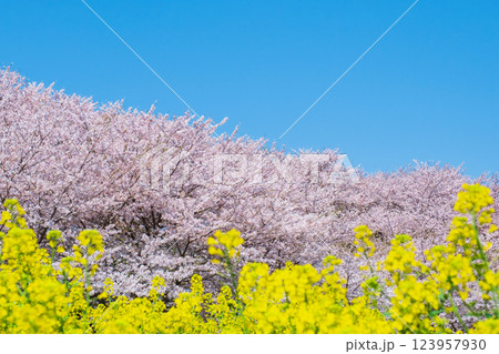 権現堂桜堤 123957930