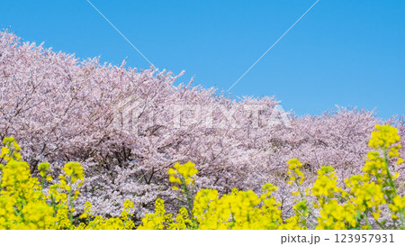 権現堂桜堤 123957931