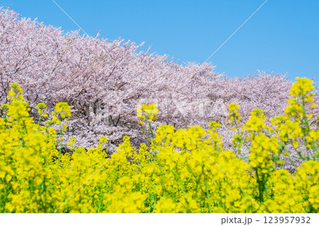 権現堂桜堤 権現堂桜堤 123957932