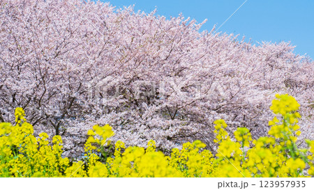 権現堂桜堤 123957935