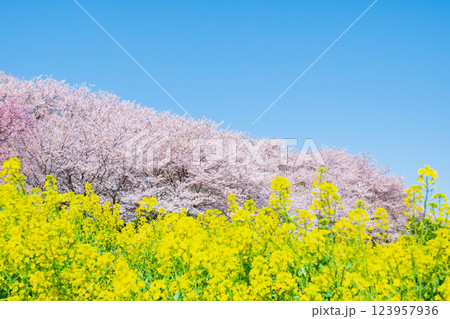 権現堂桜堤 123957936
