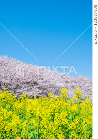 権現堂桜堤 123957938