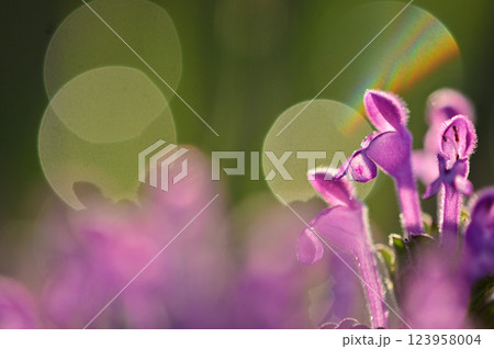 朝陽を浴びて輝くホトケノザの花　マクロ撮影 123958004
