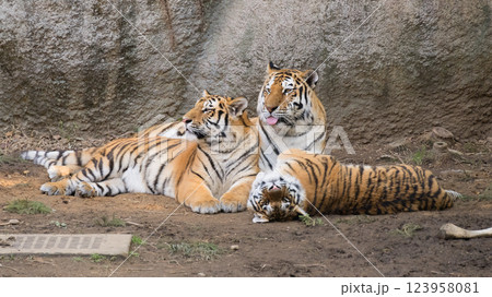 母に集うトラの兄妹 123958081