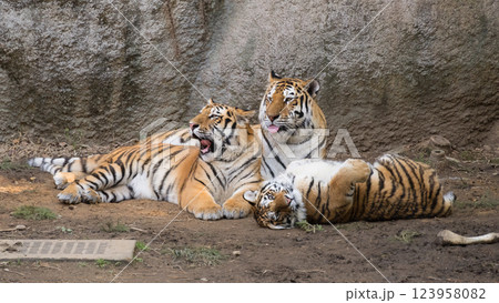 母に集うトラの兄妹 123958082