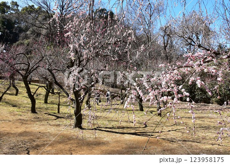 川崎市 生田緑地梅園の満開の梅の花 川崎市 生田緑地梅園の満開の梅の花 123958175