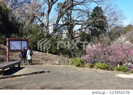 川崎市 生田緑地の梅園案内板と満開の梅の花 川崎市 生田緑地の梅園案内板と満開の梅の花 123958176
