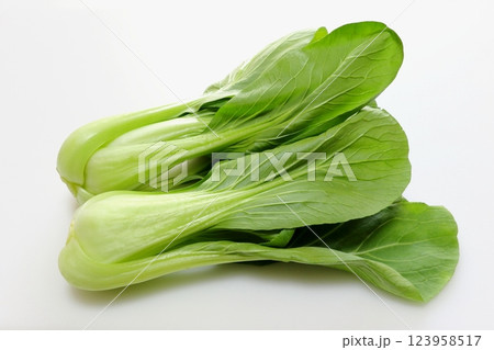 チンゲン菜 チンゲン菜 123958517