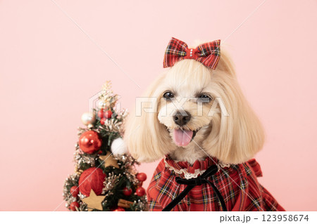 ピンクバックとクリスマスツリーと微笑むマルプーのパンナ ピンクバックとクリスマスツリーと微笑むマルプーのパンナ 123958674
