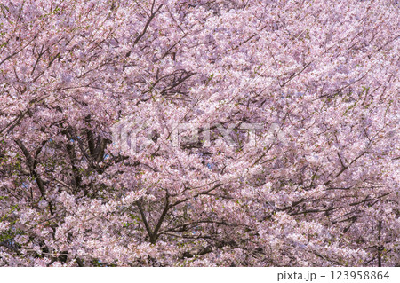 満開の桜 123958864