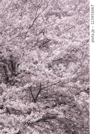 満開の桜 満開の桜 123958867
