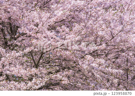 満開の桜 123958870