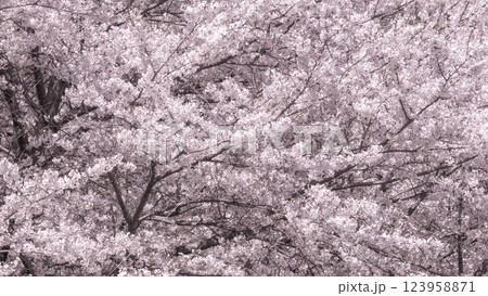 満開の桜 123958871