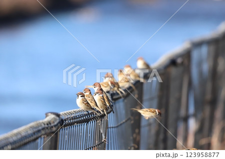 柵にとまるスズメ 123958877