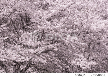 満開の桜 123958884