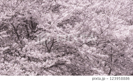 満開の桜 123958886