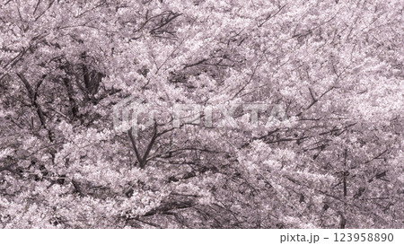 満開の桜 123958890