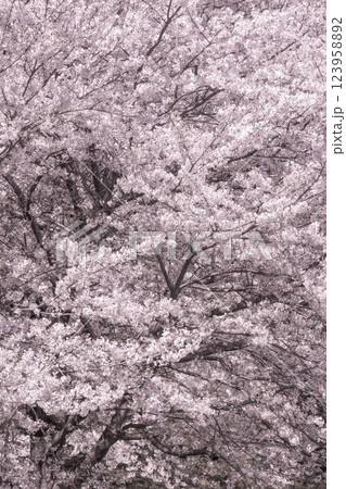 満開の桜 123958892