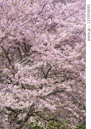 満開の桜 123958893