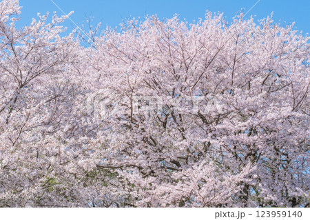 満開の桜 満開の桜 123959140