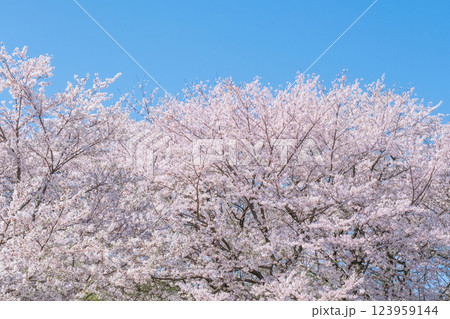 満開の桜 123959144