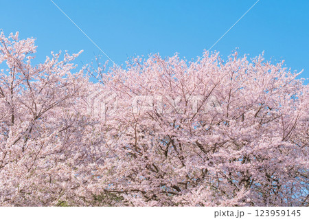 満開の桜 123959145