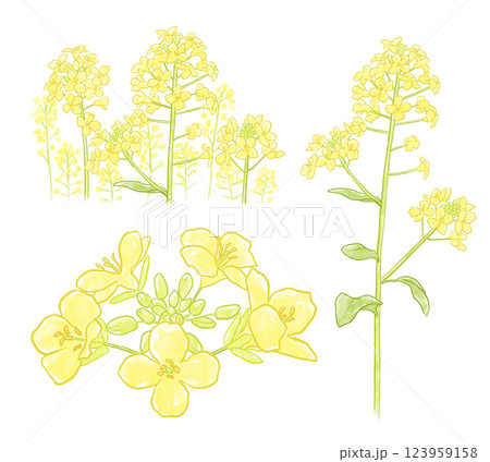 菜の花のイラスト 123959158