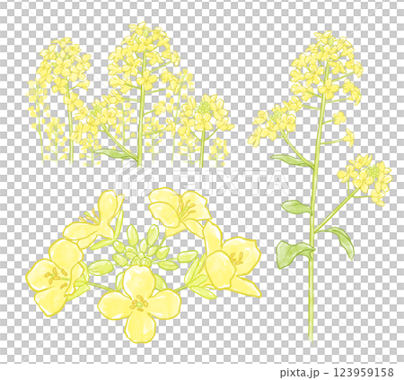 菜の花のイラスト 123959158