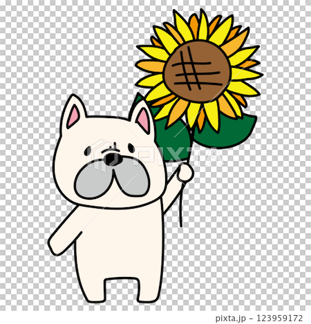 法國鬥牛犬拿著向日葵 法國鬥牛犬拿著向日葵 123959172