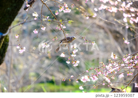 桜と野鳥　ヒヨドリ　春 123959307