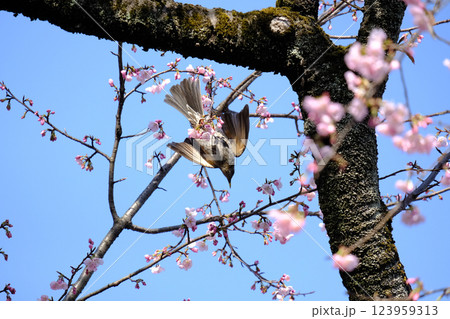 桜と野鳥 ヒヨドリ 春 桜と野鳥 ヒヨドリ 春 123959313