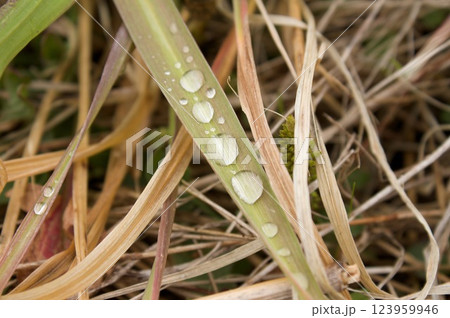 草の葉の露 123959946