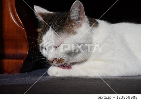 日なたで前足を毛づくろいする猫 123959988