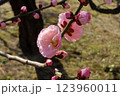 ピンクに梅の花 123960011