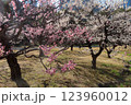 梅の花 123960012