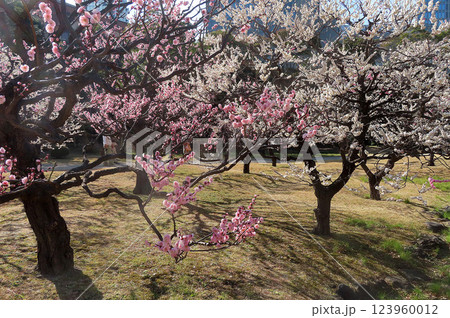 梅の花 123960012
